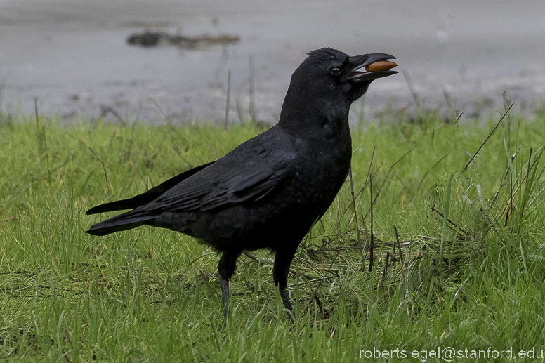 lagunita